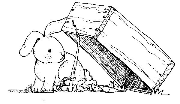 animasi gambar kelinci