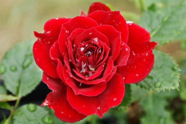 download gambar bunga mawar merah