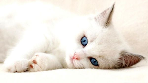 gambar anak kucing anggora
