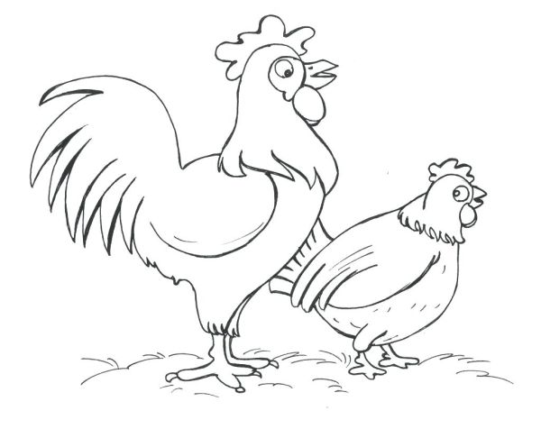 gambar ayam untuk diwarnai