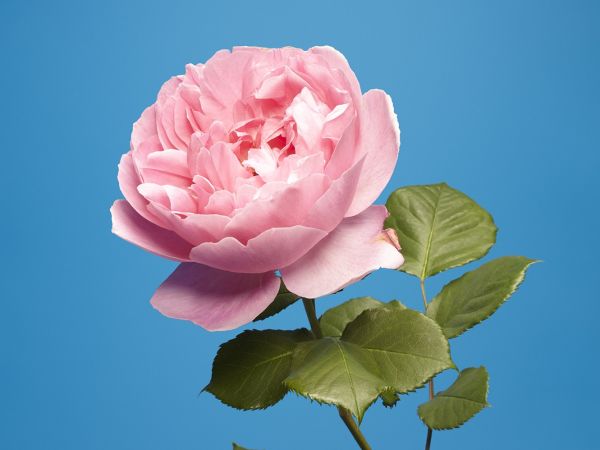 gambar bunga mawar asli