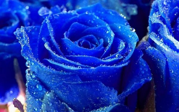 gambar bunga mawar biru