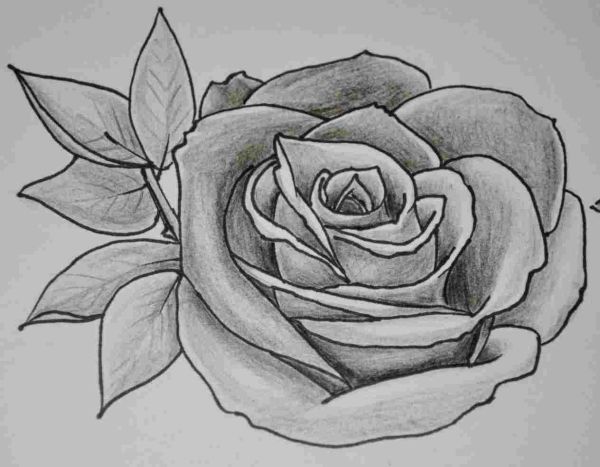gambar bunga mawar dari pensil