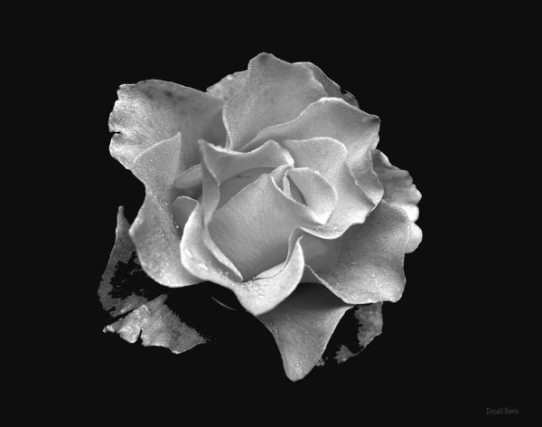 gambar bunga mawar hitam putih 1