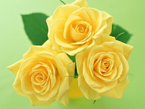gambar bunga mawar kuning