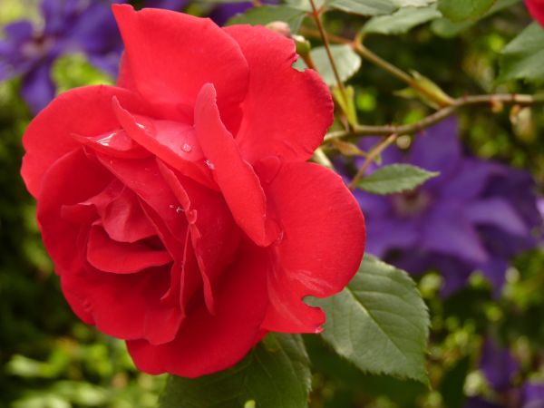 gambar bunga mawar merah 1