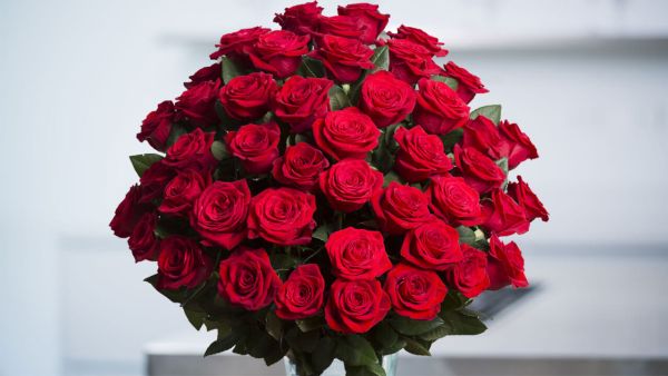 gambar bunga mawar merah cantik