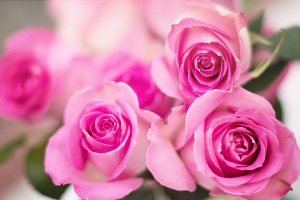 gambar bunga mawar pink