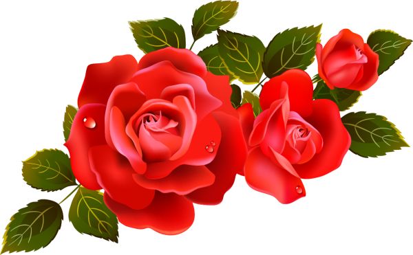 gambar bunga mawar png