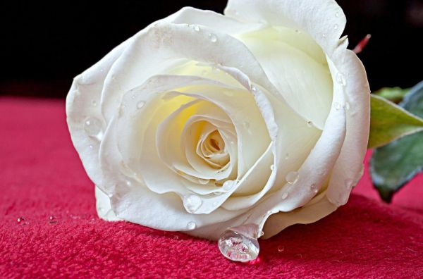 gambar bunga mawar putih 1