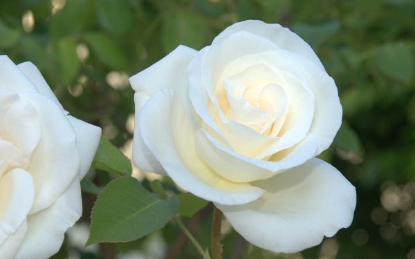 gambar bunga mawar putih