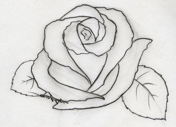 gambar bunga mawar sketsa