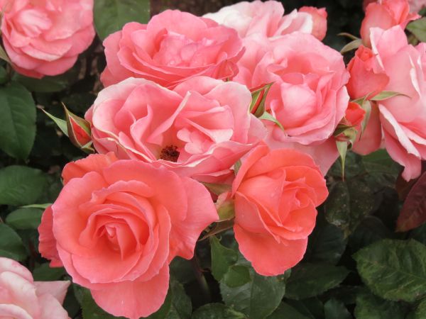 gambar bunga mawar yang cantik