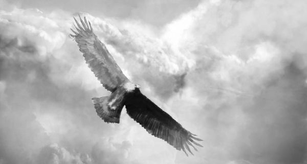 gambar burung elang hitam putih