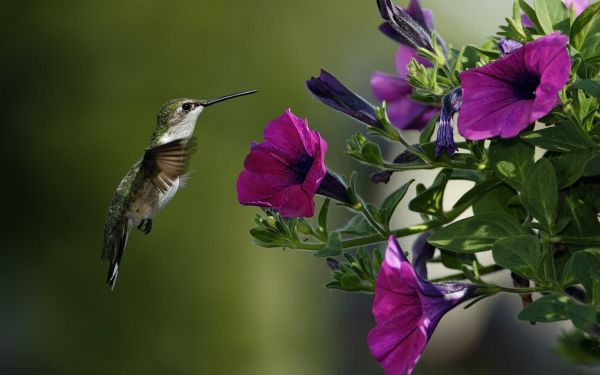 gambar burung kolibri