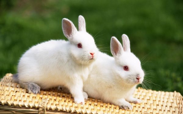 gambar dua kelinci