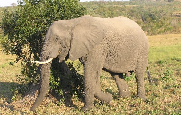 gambar gajah afrika