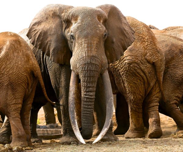 gambar gajah besar
