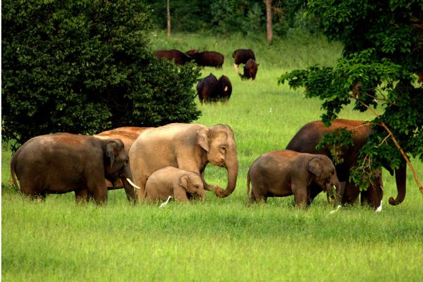 gambar gajah dan anaknya