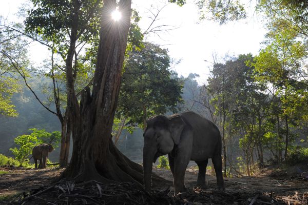 gambar gajah di hutan