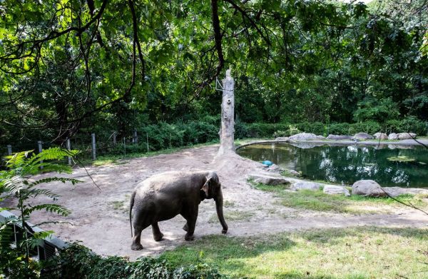 gambar gajah di kebun binatang