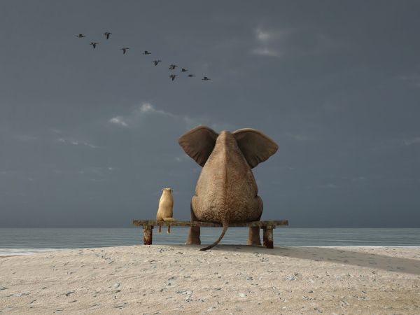 gambar gajah duduk