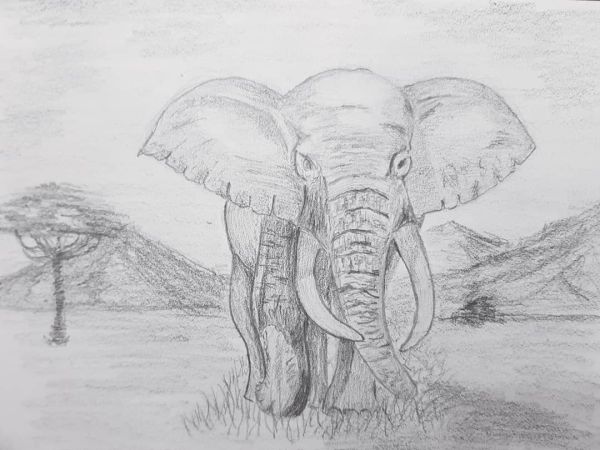 gambar gajah pensil