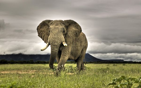 gambar gajah raksasa