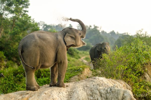 gambar gajah sumatera