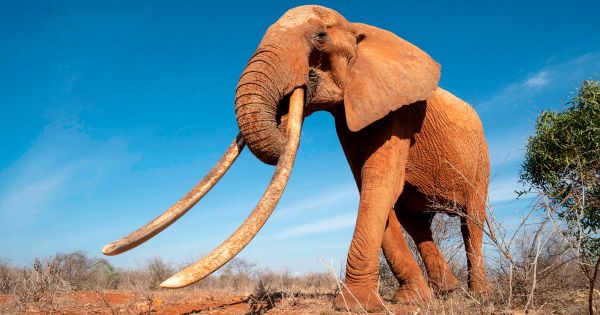 gambar gajah terbesar di dunia