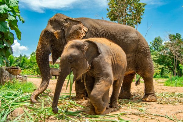 gambar gajah thailand