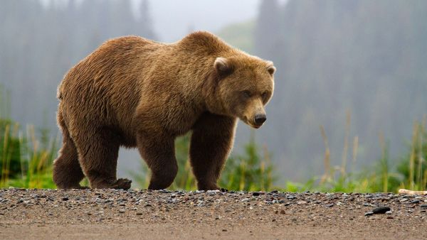 gambar hewan beruang