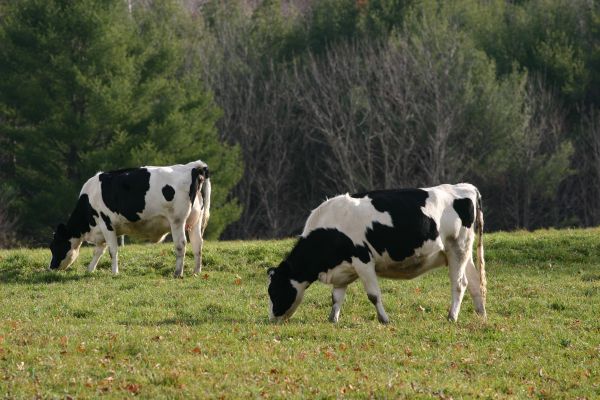 gambar hewan sapi 1