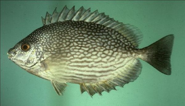 gambar ikan baronang