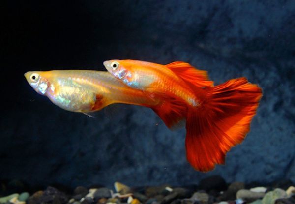 gambar ikan guppy