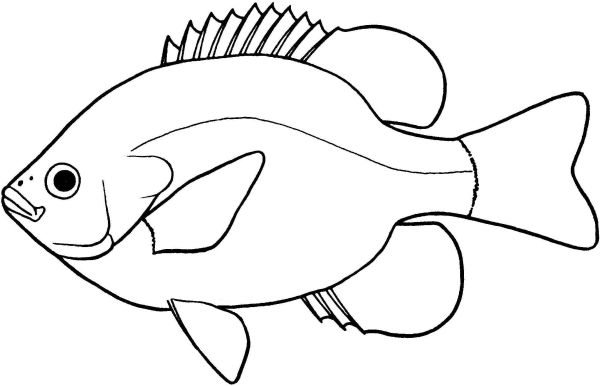 gambar ikan untuk diwarnai