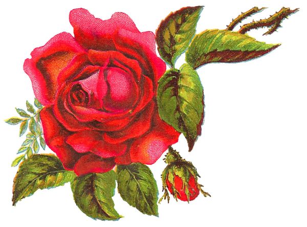gambar ilustrasi bunga mawar