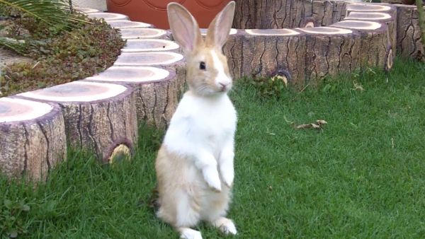gambar kelinci berdiri