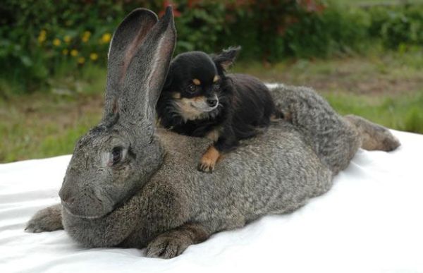 gambar kelinci besar