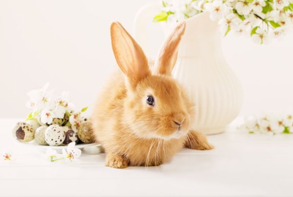 gambar kelinci cantik
