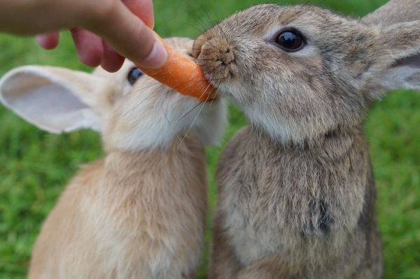 gambar kelinci dan wortel