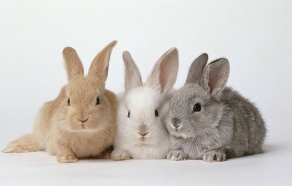 gambar kelinci imut
