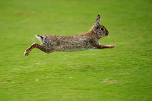 gambar kelinci melompat