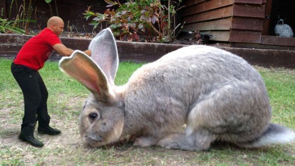 gambar kelinci terbesar di dunia