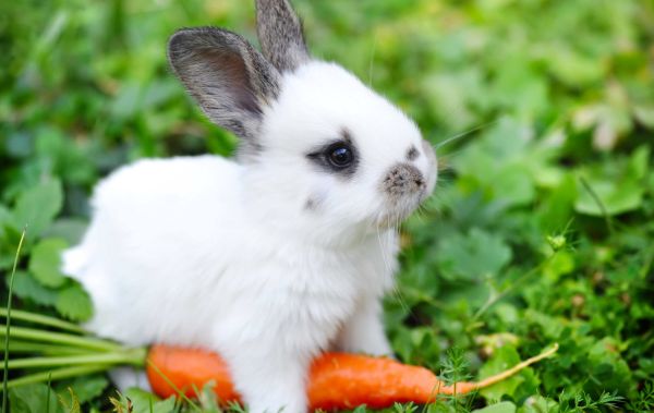 gambar kelinci yang lucu