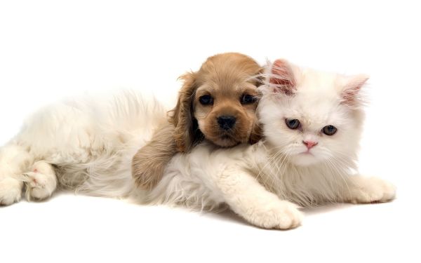gambar kucing dan anjing
