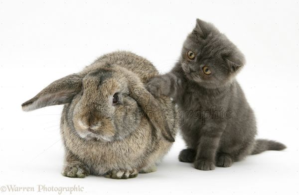 gambar kucing dan kelinci 1