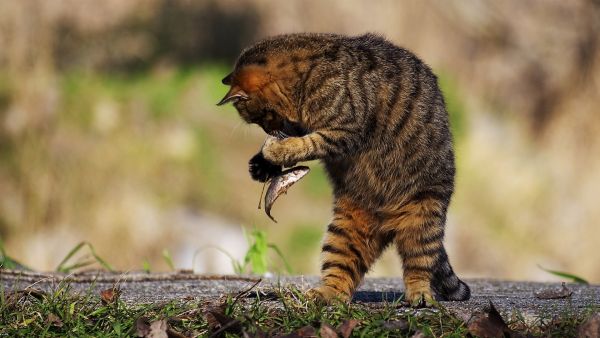 gambar kucing makan ikan