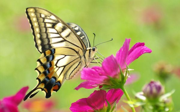 gambar kupu kupu dan bunga 1