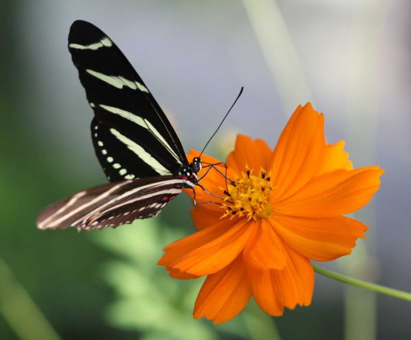 gambar kupu kupu dan bunga